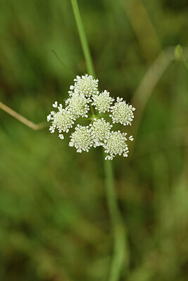 BUITEN BEELD Foto: 442416