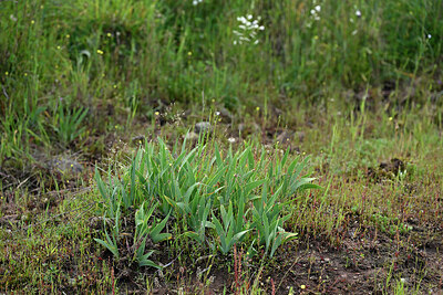 BUITEN BEELD Foto: 442418