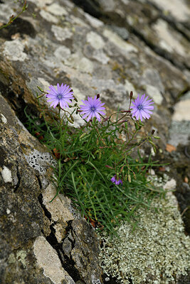 BUITEN BEELD Foto: 442423
