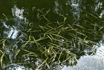 BUITEN BEELD Foto: 442424