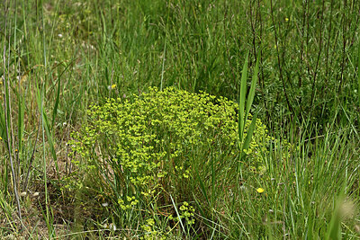 BUITEN BEELD Foto: 442425