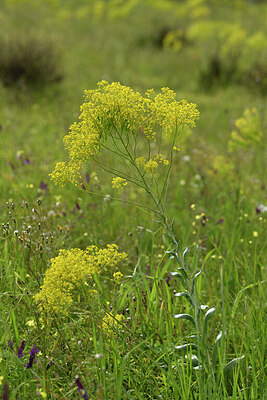 BUITEN BEELD Foto: 442426