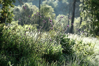 BUITEN BEELD Foto: 442427
