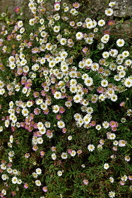 BUITEN BEELD Foto: 442434