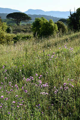 BUITEN BEELD Foto: 442435