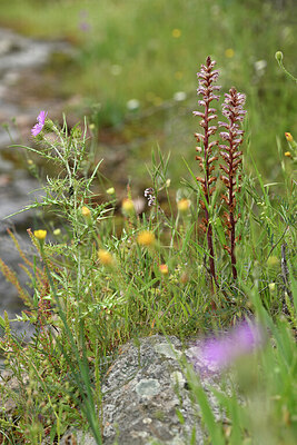 BUITEN BEELD Foto: 442441