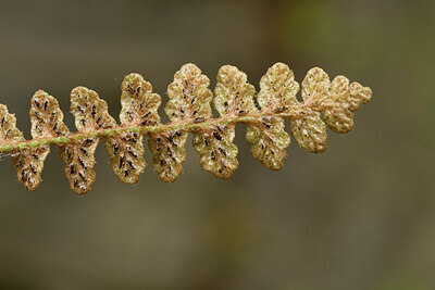 BUITEN BEELD Foto: 442446