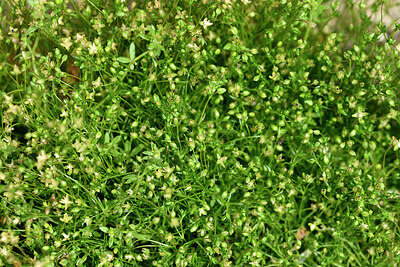 BUITEN BEELD Foto: 442448