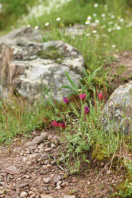 BUITEN BEELD Foto: 442449
