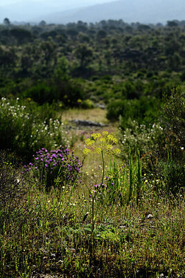 BUITEN BEELD Foto: 442450