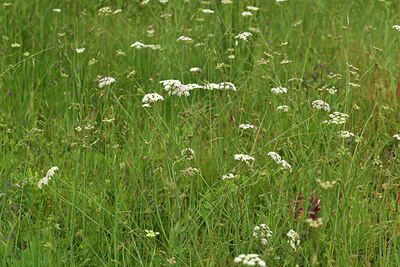 BUITEN BEELD Foto: 442452