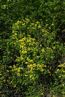 BUITEN BEELD Foto: 442454