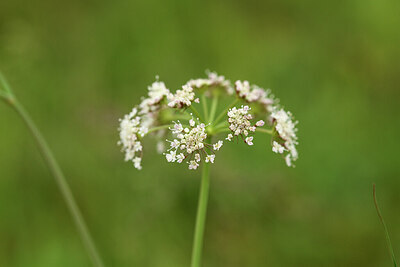 BUITEN BEELD Foto: 442459