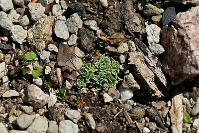 BUITEN BEELD Foto: 442460