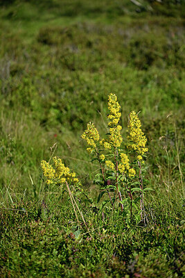 BUITEN BEELD Foto: 442465