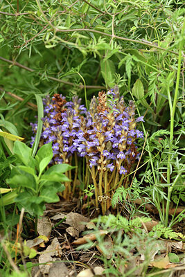 BUITEN BEELD Foto: 442466