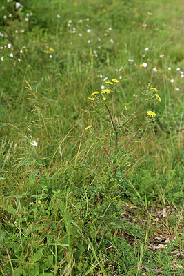 BUITEN BEELD Foto: 442471