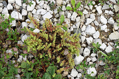 BUITEN BEELD Foto: 442473