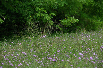 BUITEN BEELD Foto: 442474