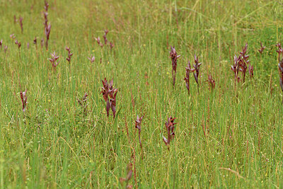 BUITEN BEELD Foto: 442476