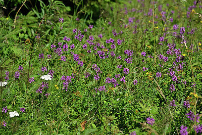 BUITEN BEELD Foto: 442477
