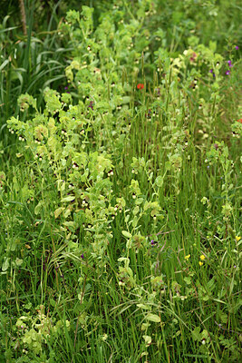 BUITEN BEELD Foto: 442482