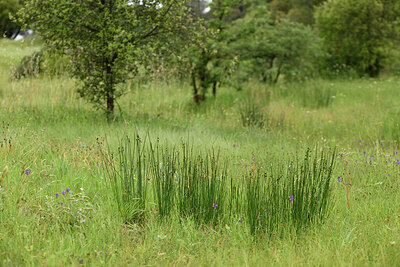 BUITEN BEELD Foto: 442484