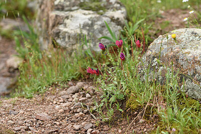 BUITEN BEELD Foto: 442488