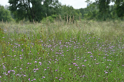 BUITEN BEELD Foto: 442489