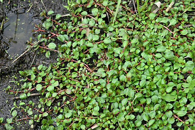 BUITEN BEELD Foto: 442491