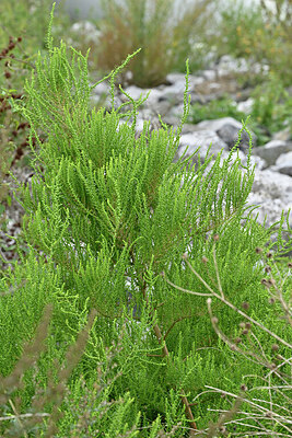 BUITEN BEELD Foto: 442492