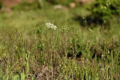 BUITEN BEELD Foto: 442495