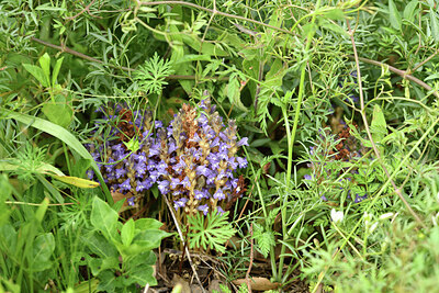 BUITEN BEELD Foto: 442503