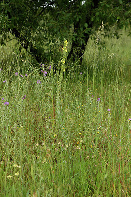 BUITEN BEELD Foto: 442505