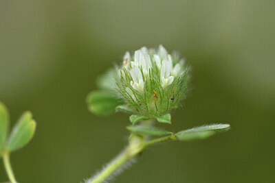 BUITEN BEELD Foto: 442506