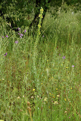 BUITEN BEELD Foto: 442518