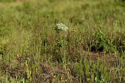 BUITEN BEELD Foto: 442520