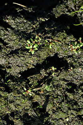 BUITEN BEELD Foto: 442524