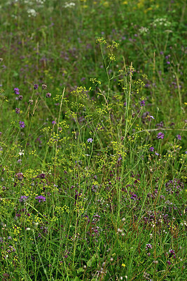 BUITEN BEELD Foto: 442525