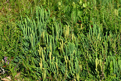 BUITEN BEELD Foto: 442528