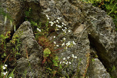 BUITEN BEELD Foto: 442530
