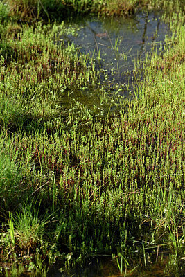 BUITEN BEELD Foto: 442536