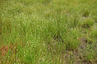 BUITEN BEELD Foto: 442538