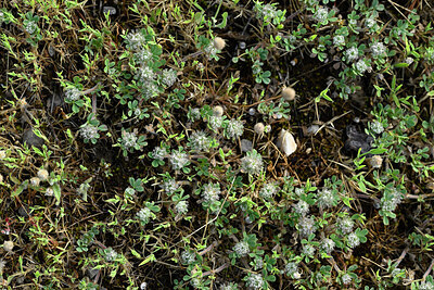 BUITEN BEELD Foto: 442539
