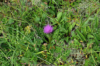 BUITEN BEELD Foto: 442541