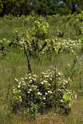 BUITEN BEELD Foto: 442547