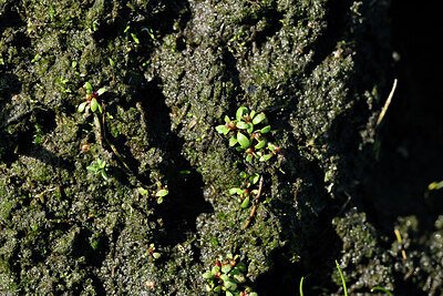 BUITEN BEELD Foto: 442548