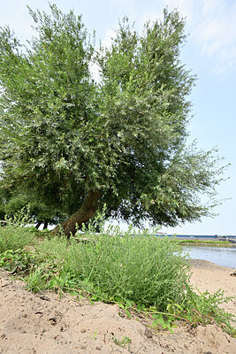 BUITEN BEELD Foto: 442549