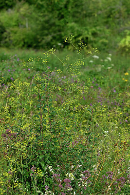 BUITEN BEELD Foto: 442555