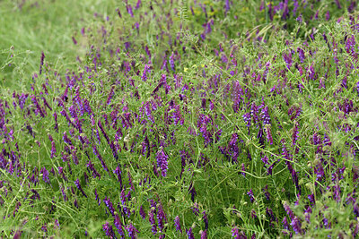 BUITEN BEELD Foto: 442559
